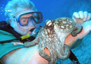 Pulpo amigabte